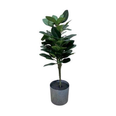 Plantas En Maceta 57*30*30 Plástico