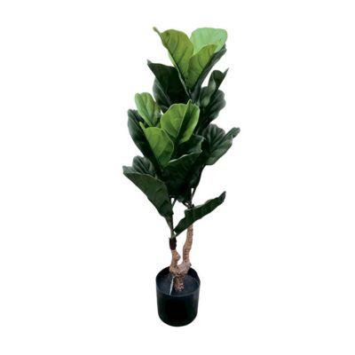 Ficus Fiddleleaf Ficus 90 Cm Con Lav
