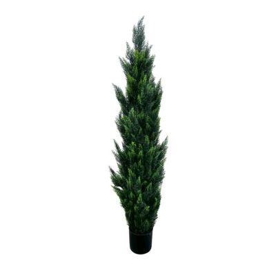 Ciprés 150 Cm Con Maceta 