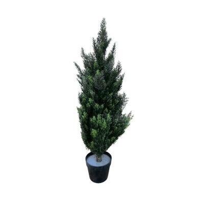 Ciprés 90 Cm Con Maceta