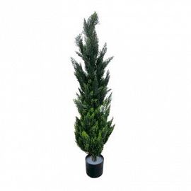 Ciprés 120 Cm Con Maceta 