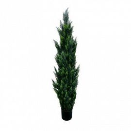 Ciprés 150 Cm Con Maceta 