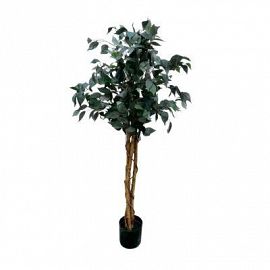 Baniano 150 Cm Con Maceta 